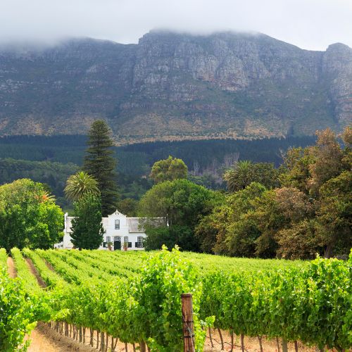 Cape Winelands - Feature - 500x500