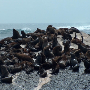 Seal Island Cruise