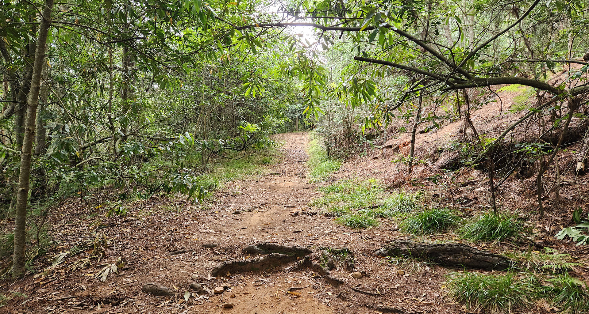 Newlands Forest - Slider 1 - 1920x1025