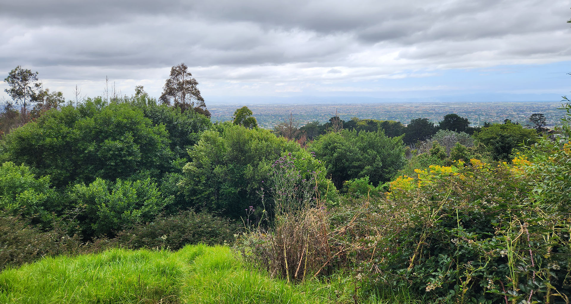 Newlands Forest - Slider 2 - 1920x1025
