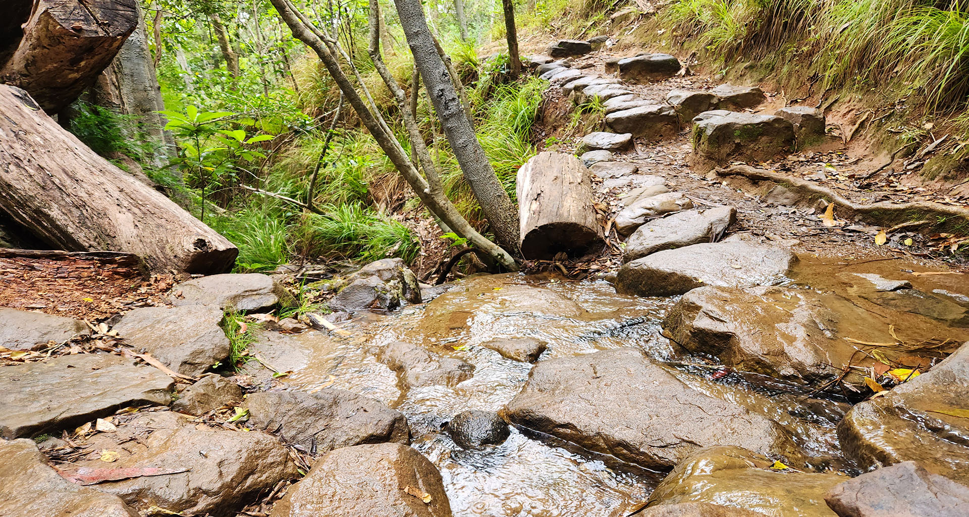 Newlands Forest - Slider 3 - 1920x1025