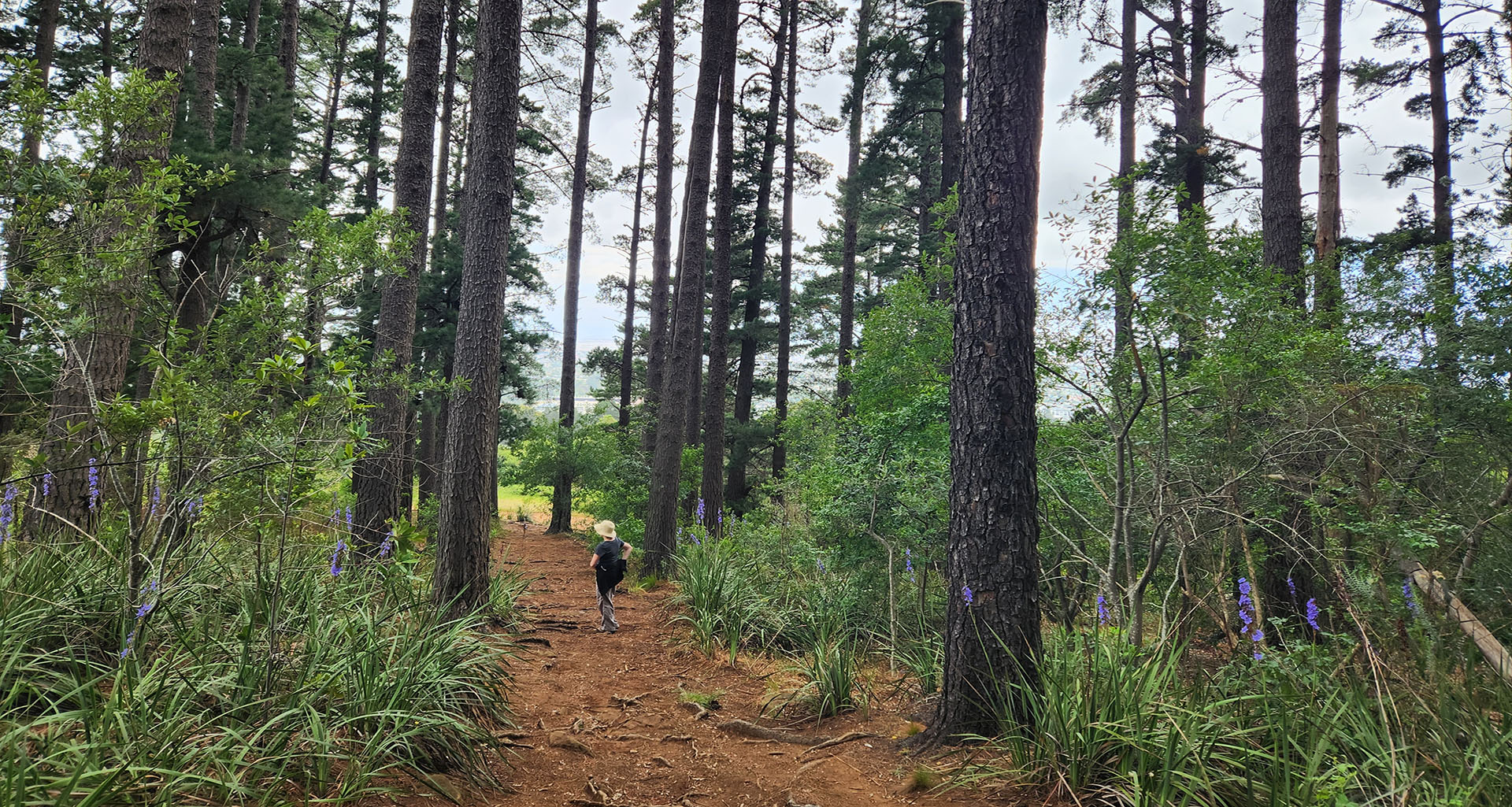 Newlands Forest - Slider 4 - 1920x1025