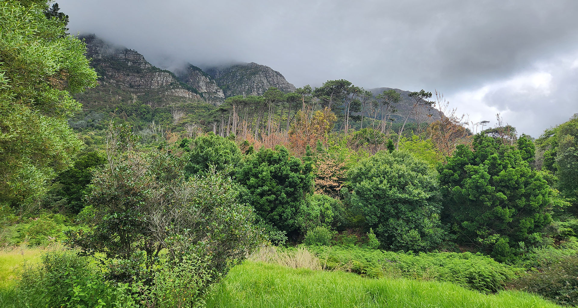 Newlands Forest - Slider 5 - 1920x1025