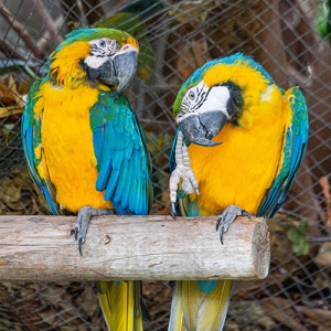 World of Birds