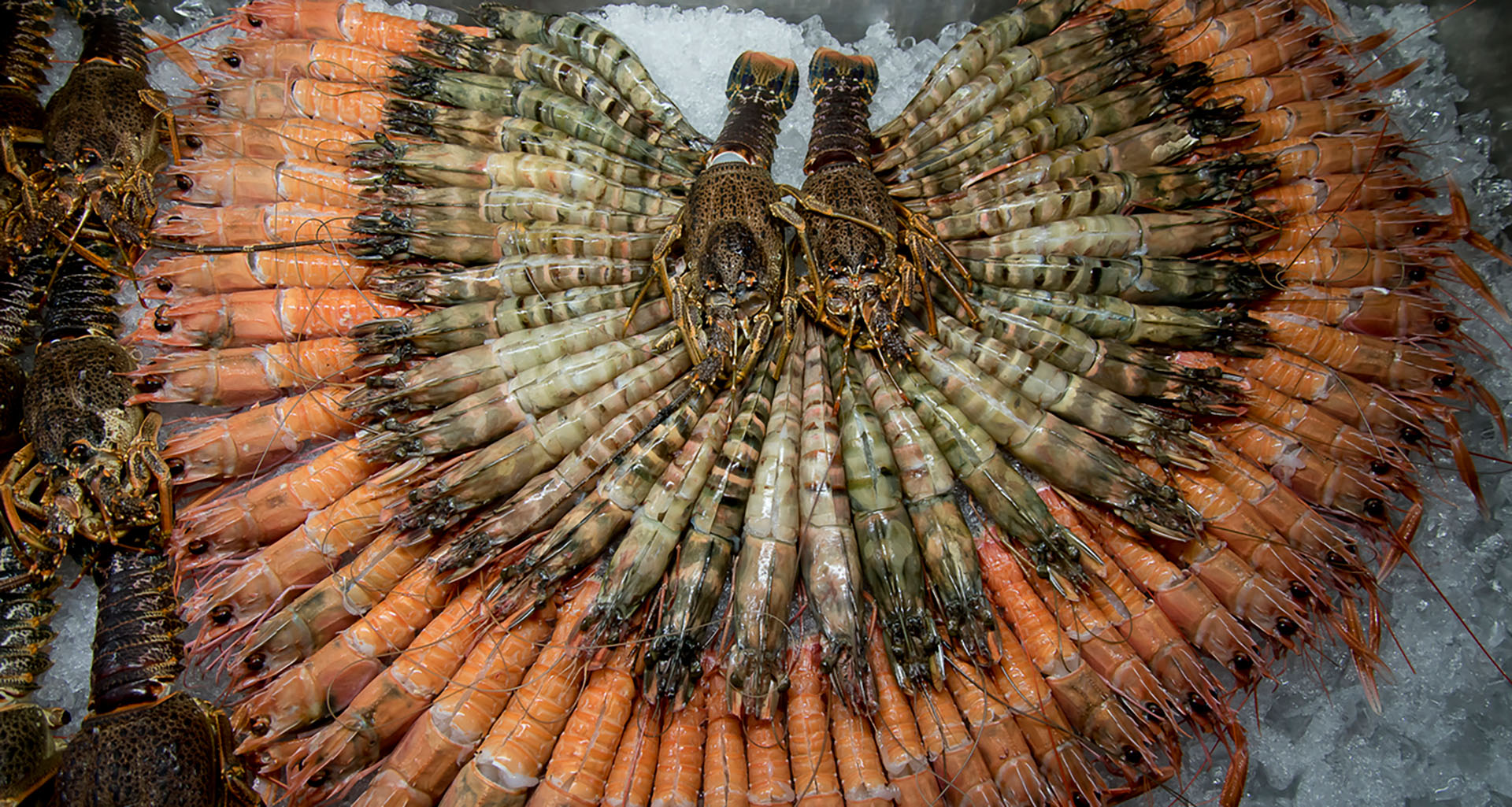 Codfather - Slider 6 - 1920x1025