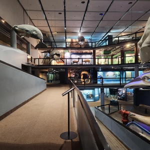 Iziko South African Museum