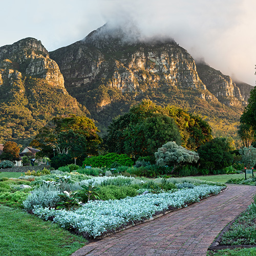 Kirstenbosch Gardens - Feature - 500x500