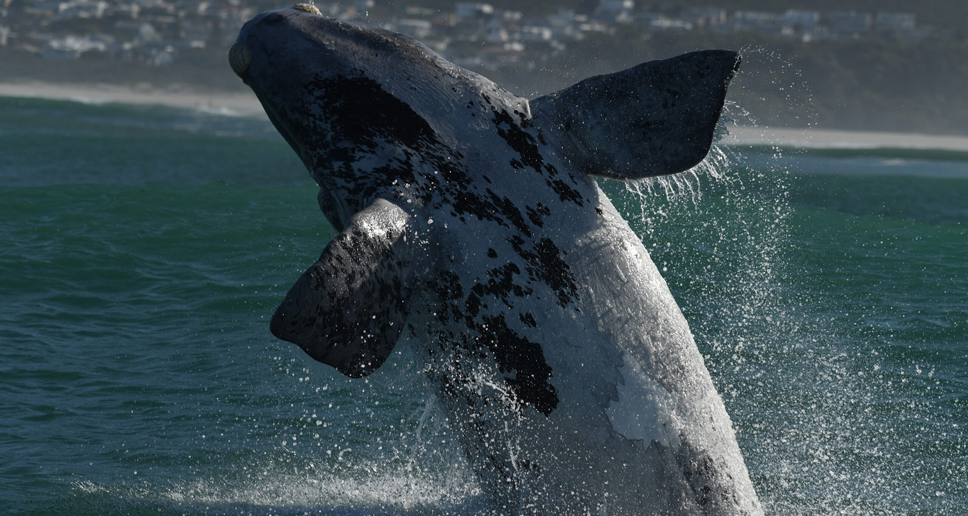 Marine experiences in Cape Town whale watching seasonal