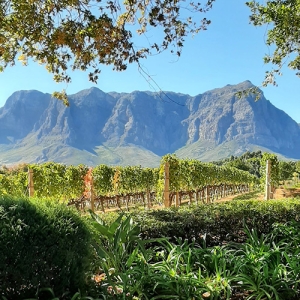 Wine Tour