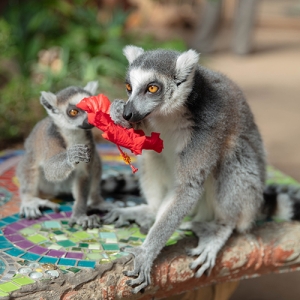 Exotic Animal World