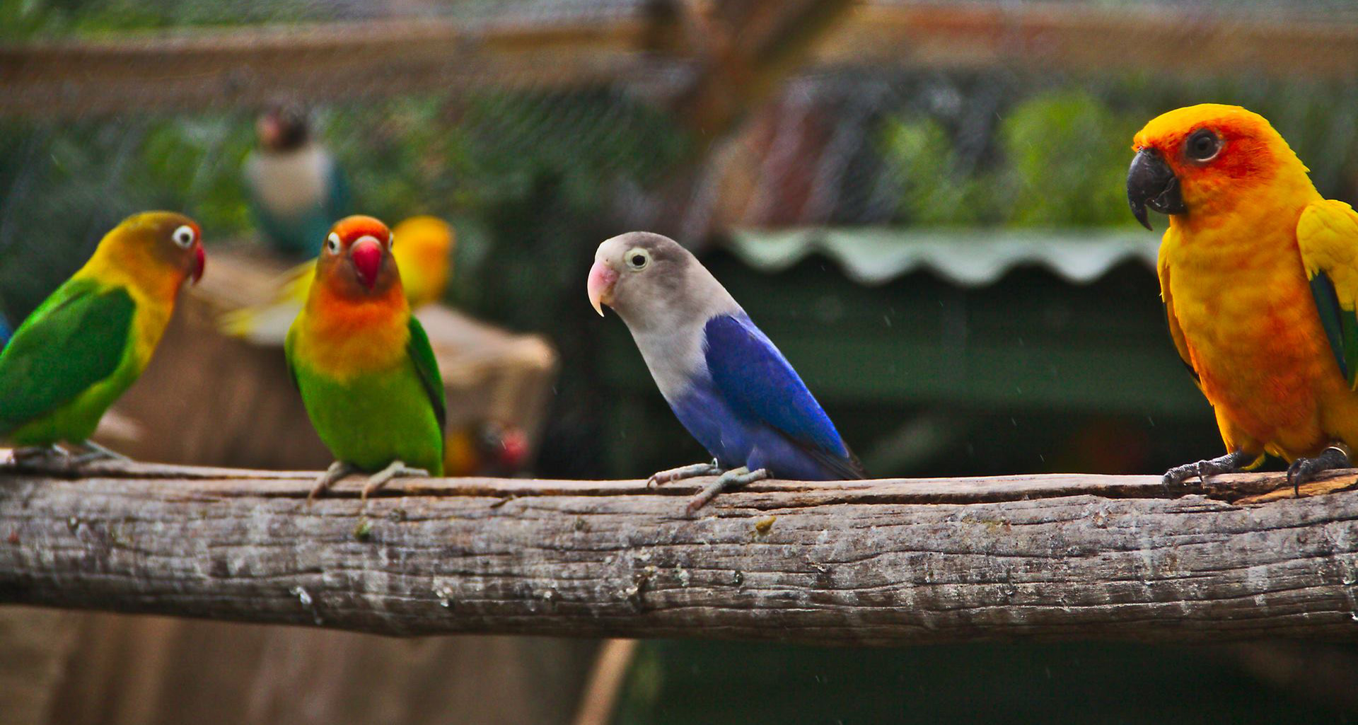 Exotic Animal World - Slider 3 - 1920x1025