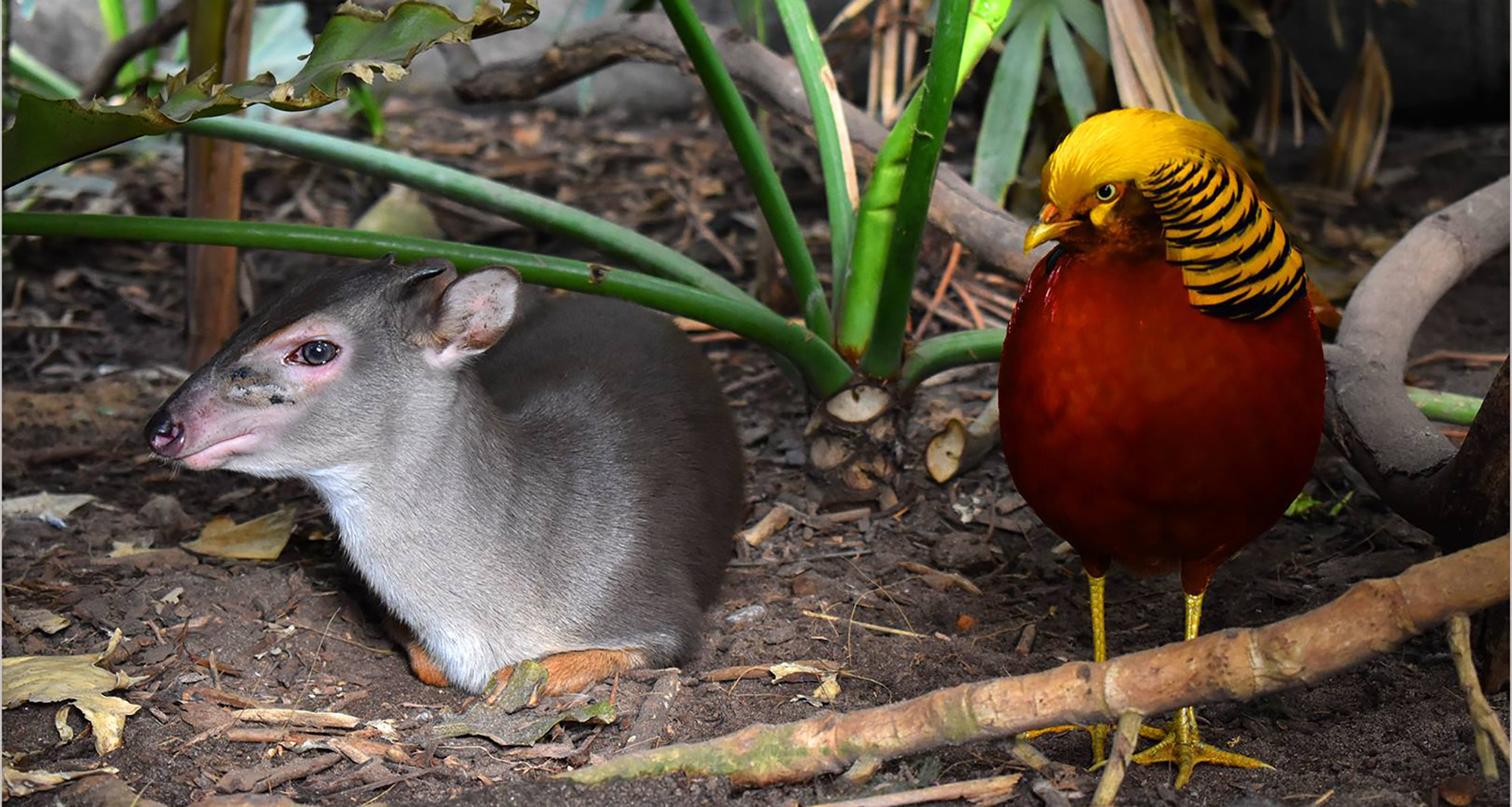 Exotic Animal World - Slider 4 - 1920x1025