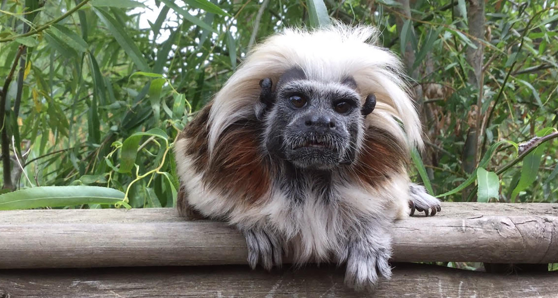 Exotic Animal World - Slider 5 - 1920x1025