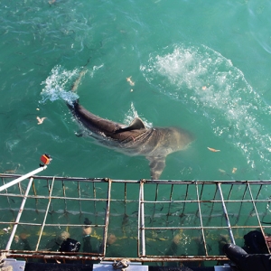 White Shark Projects