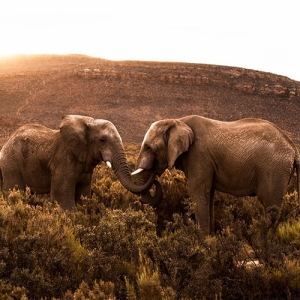 Aquila Private Game Reserve