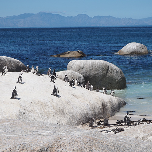 Cape Point and Boulders Beach Tour - Feature - 500x500