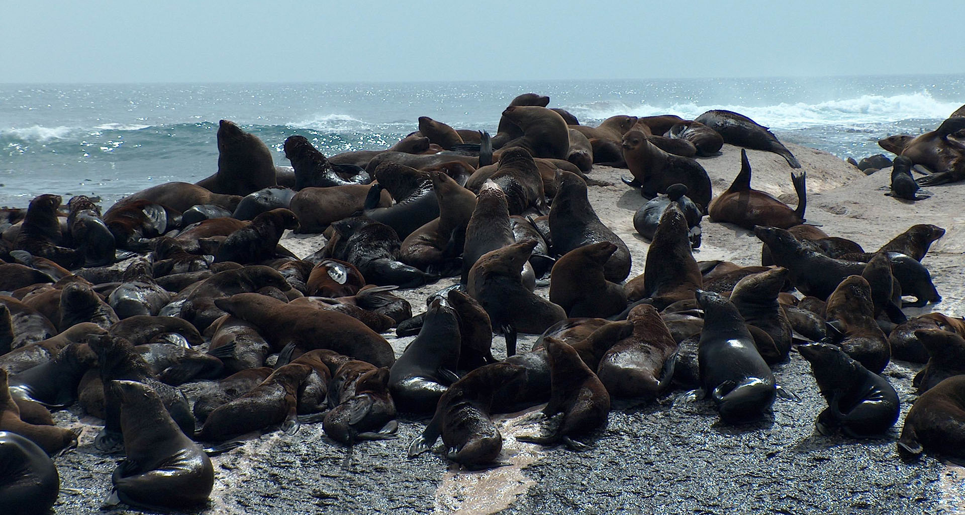 Cape Point and Boulders Beach Tour - Slider 2 - 1920x1025