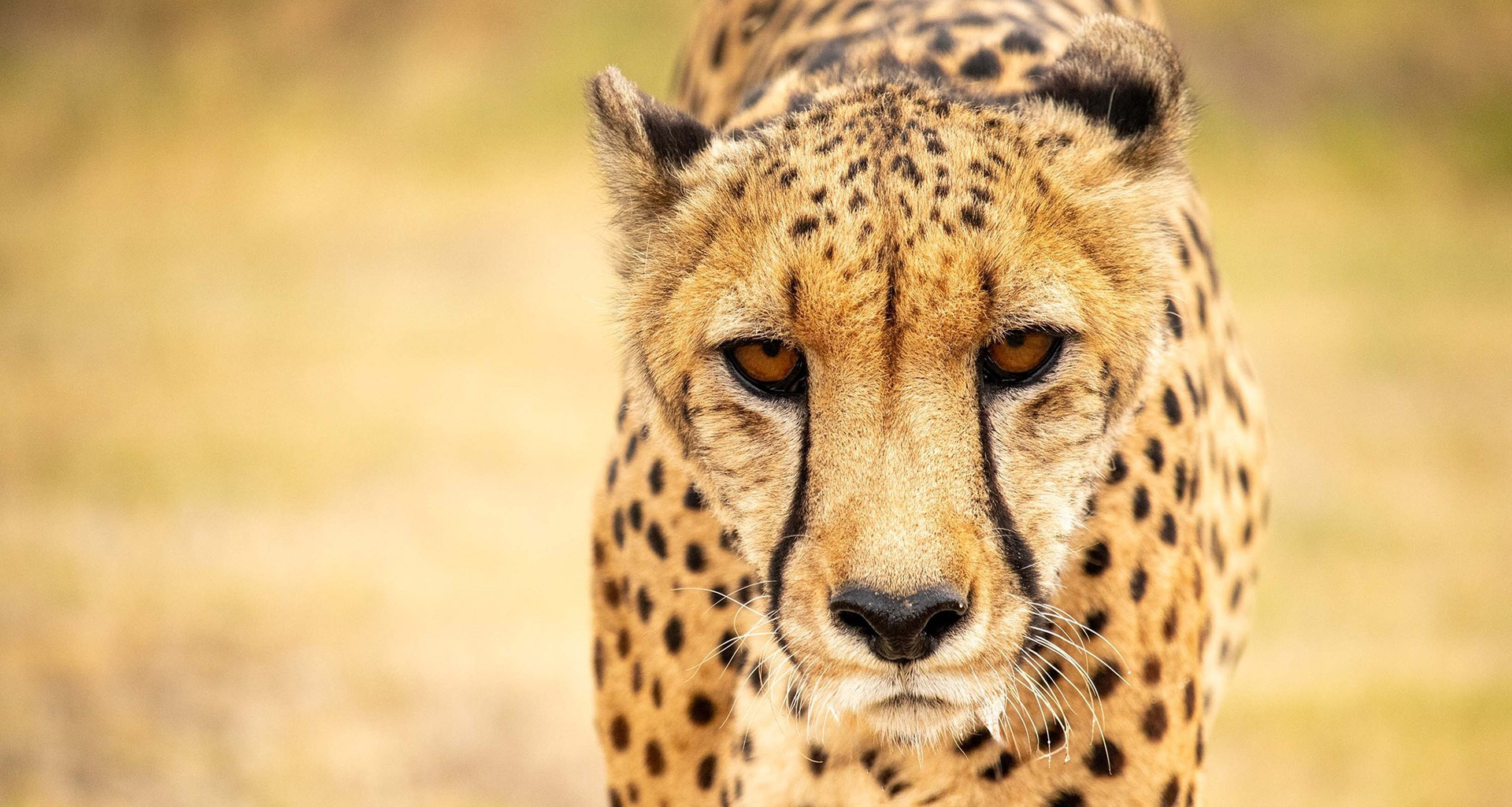 Cheetah Outreach - Slider 1 - 1920x1025