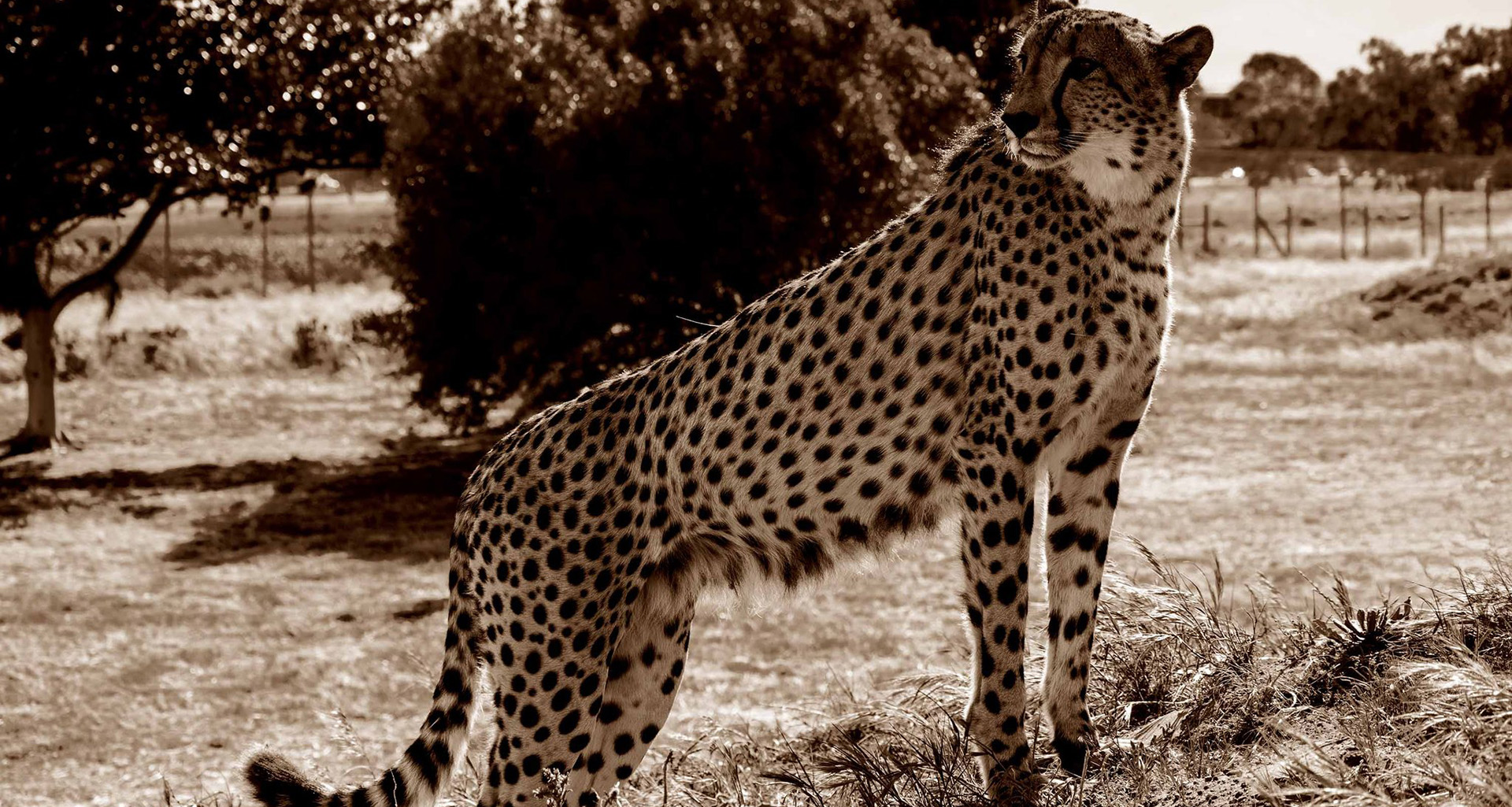 Cheetah Outreach - Slider 2 - 1920x1025