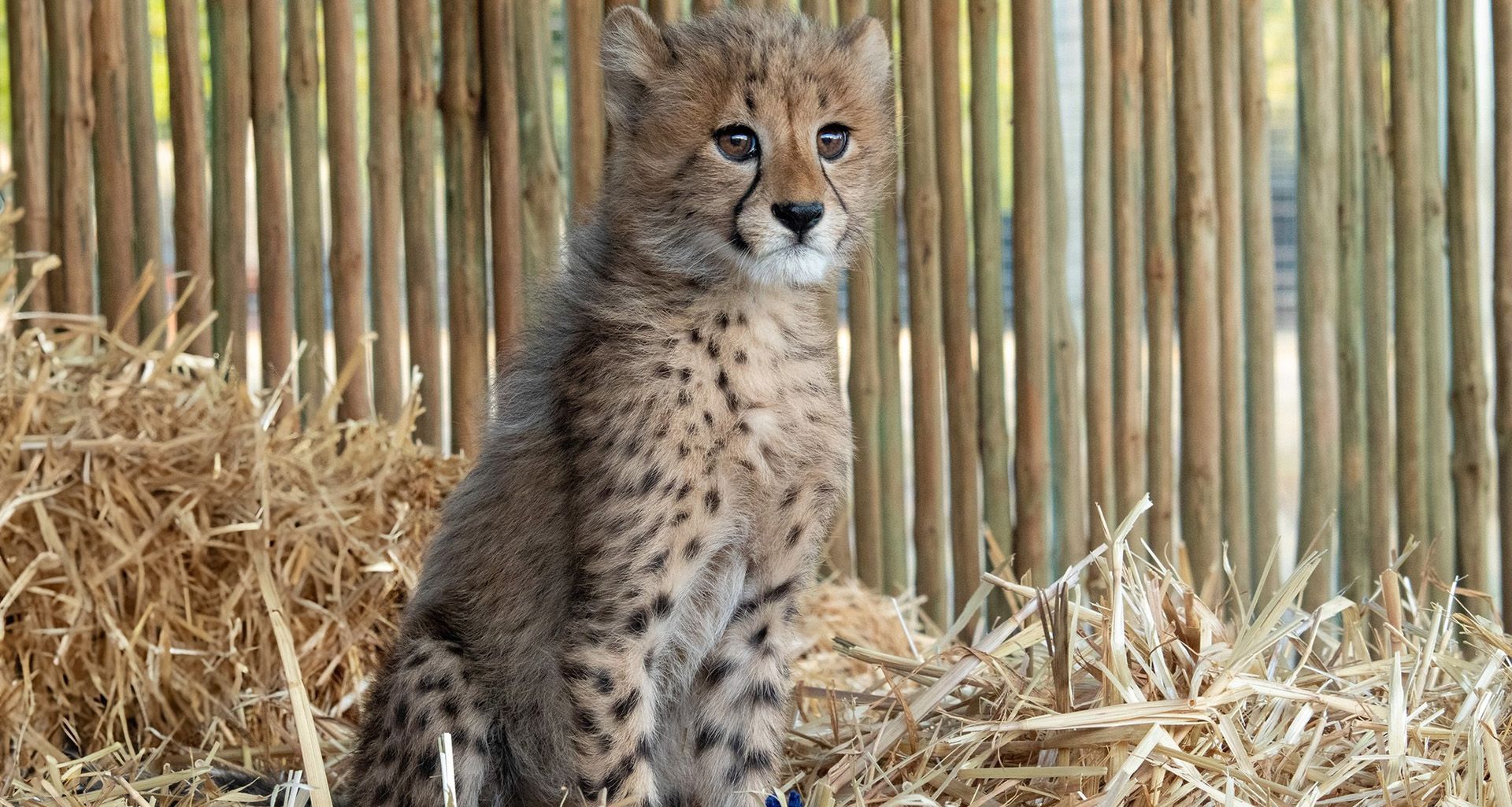 Cheetah Outreach - Slider 3 - 1920x1025