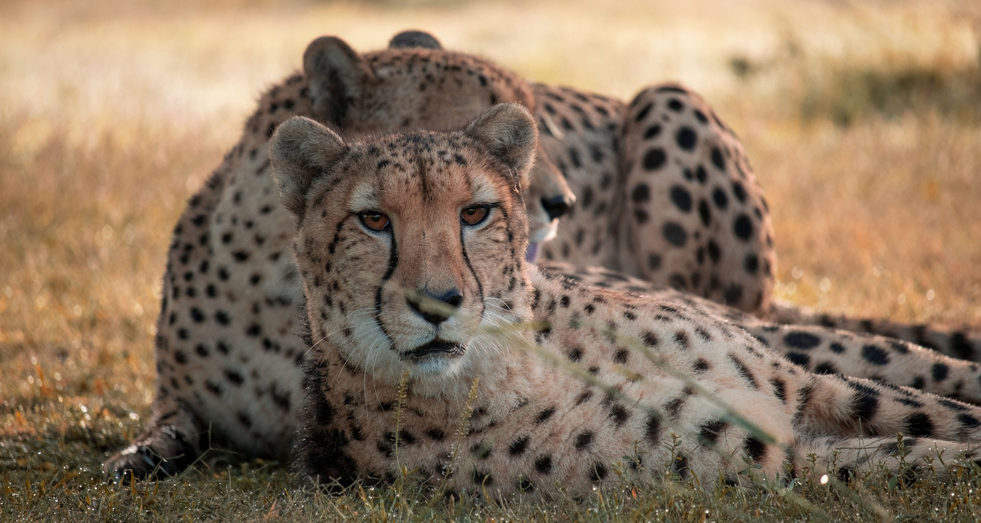 Cheetah Outreach - Slider 4 - 1920x1025