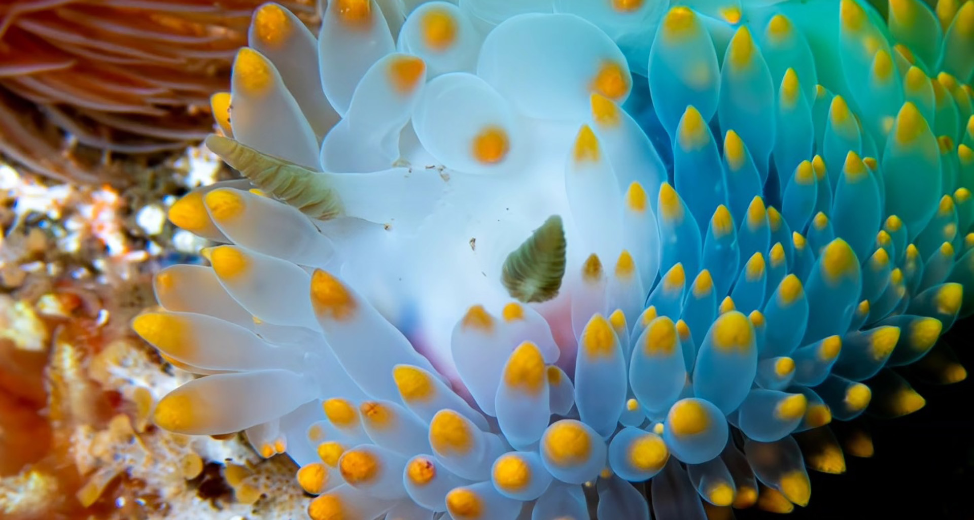 Dive Team - Slider 7 - 1920x1025