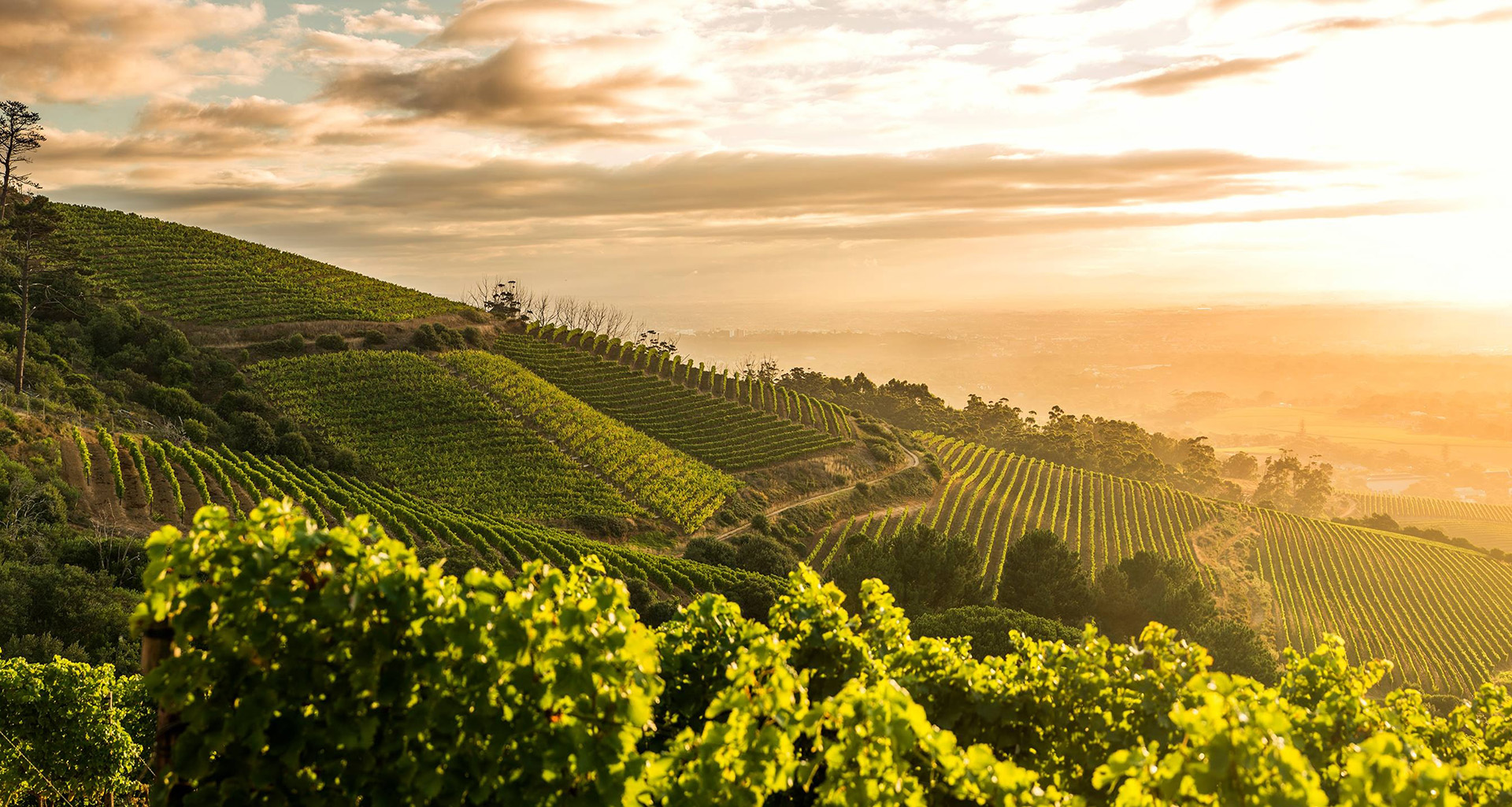 Klein Constantia - Slider 7 - 1920x1025