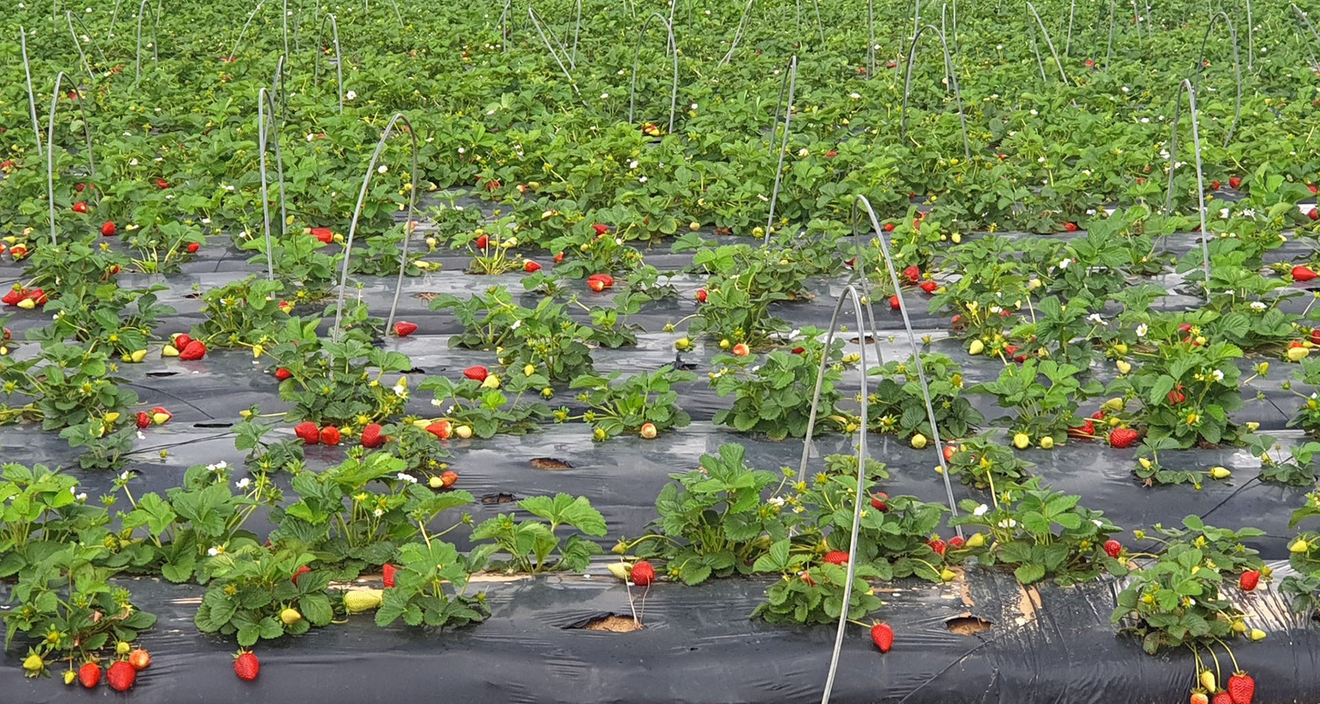 Strawberry Picking - Slider 1 - 1920x1025