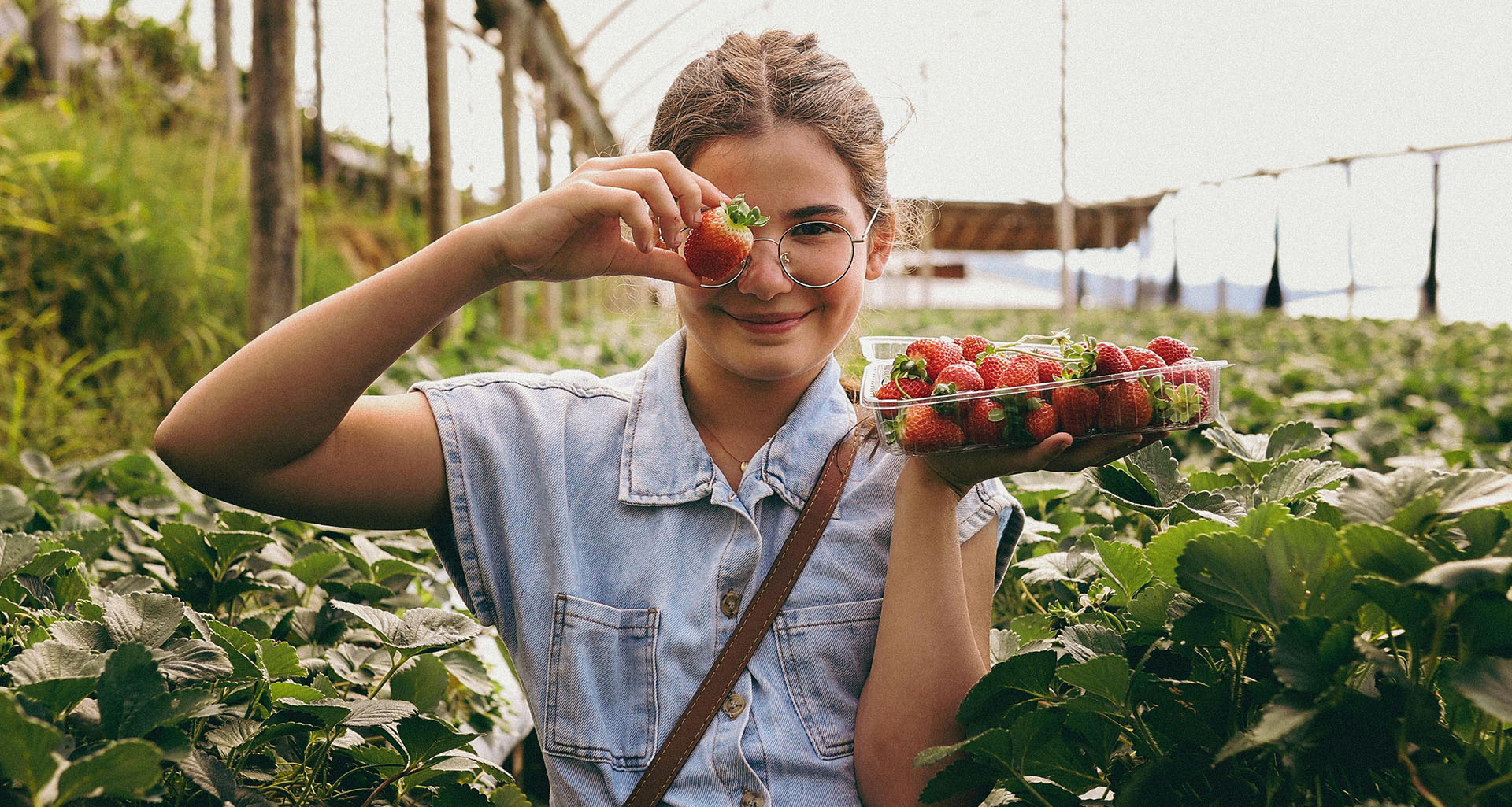Strawberry Picking - Slider 3 - 1920x1025
