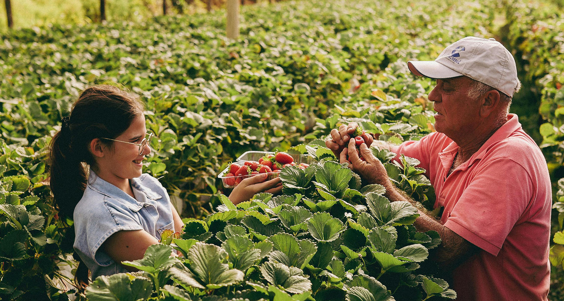 Strawberry Picking - Slider 4 - 1920x1025