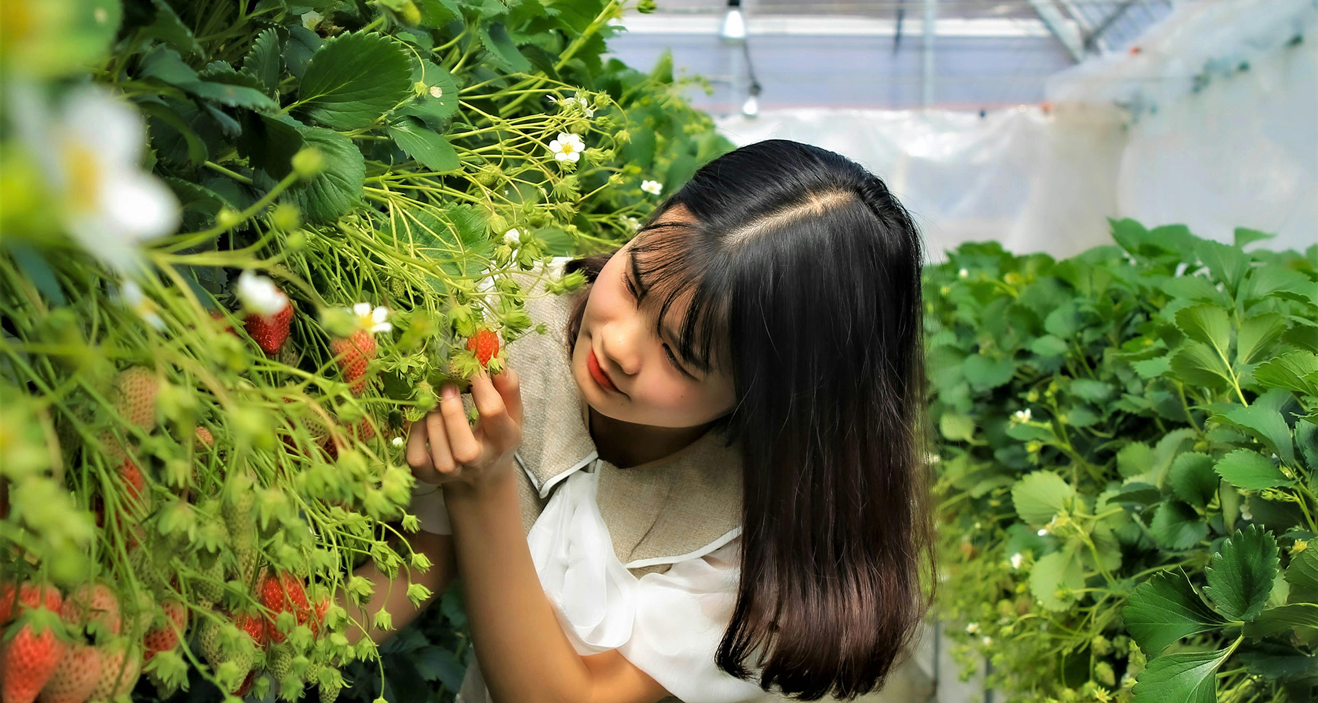 Strawberry Picking - Slider 5 - 1920x1025