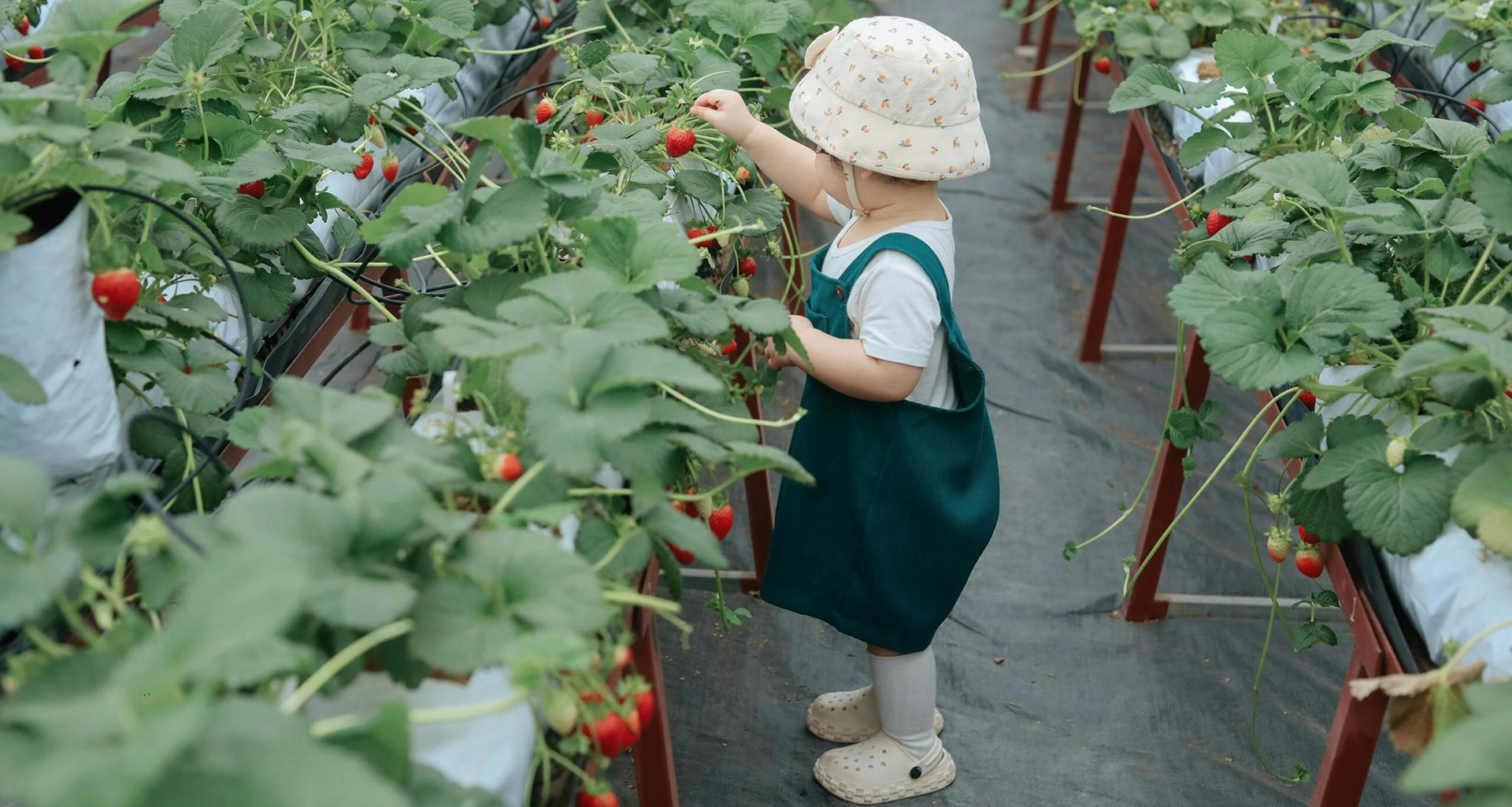 Strawberry Picking - Slider 6 - 1920x1025