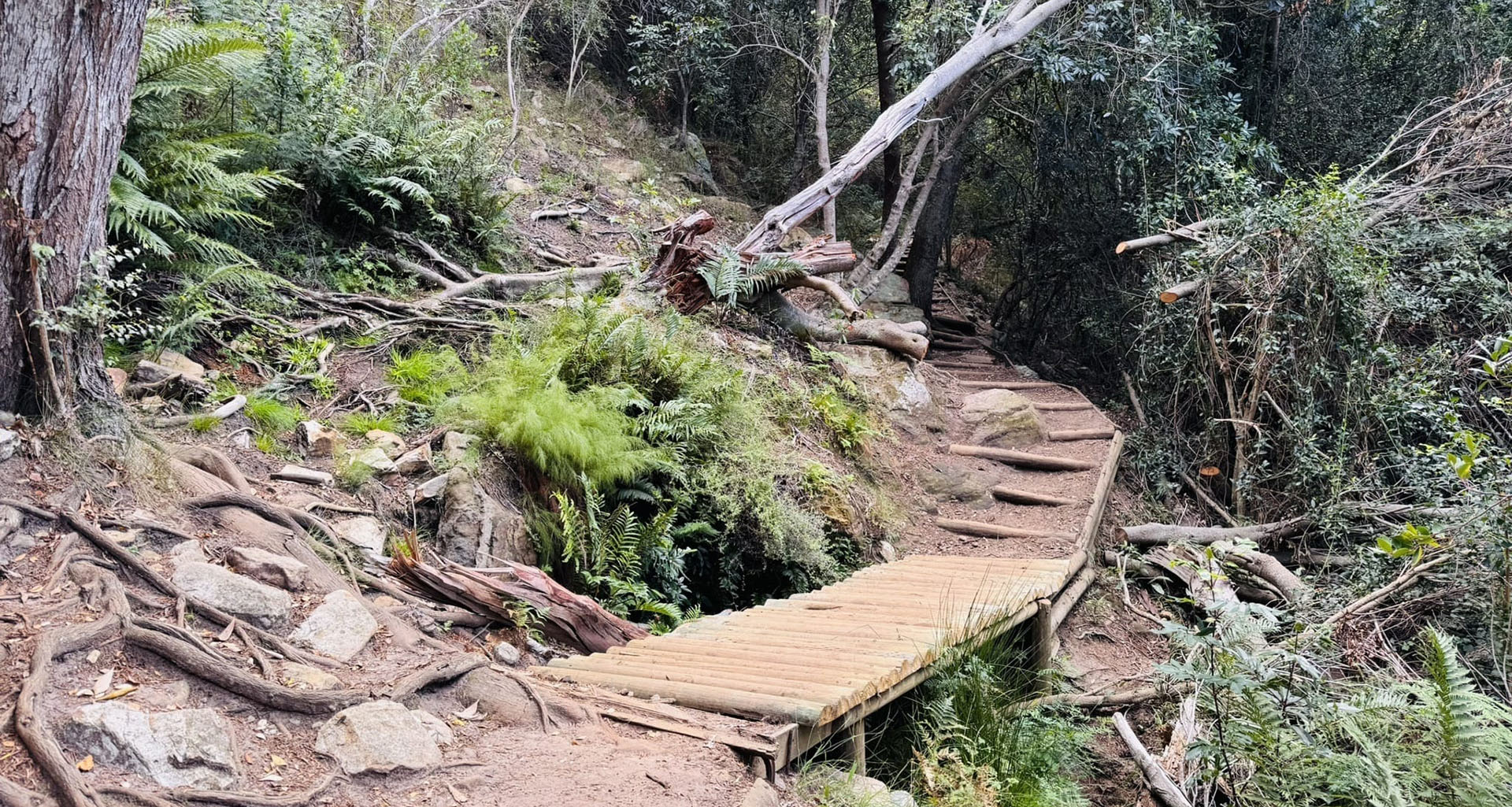 Cecilia forest - Slider 2 - 1920x1025