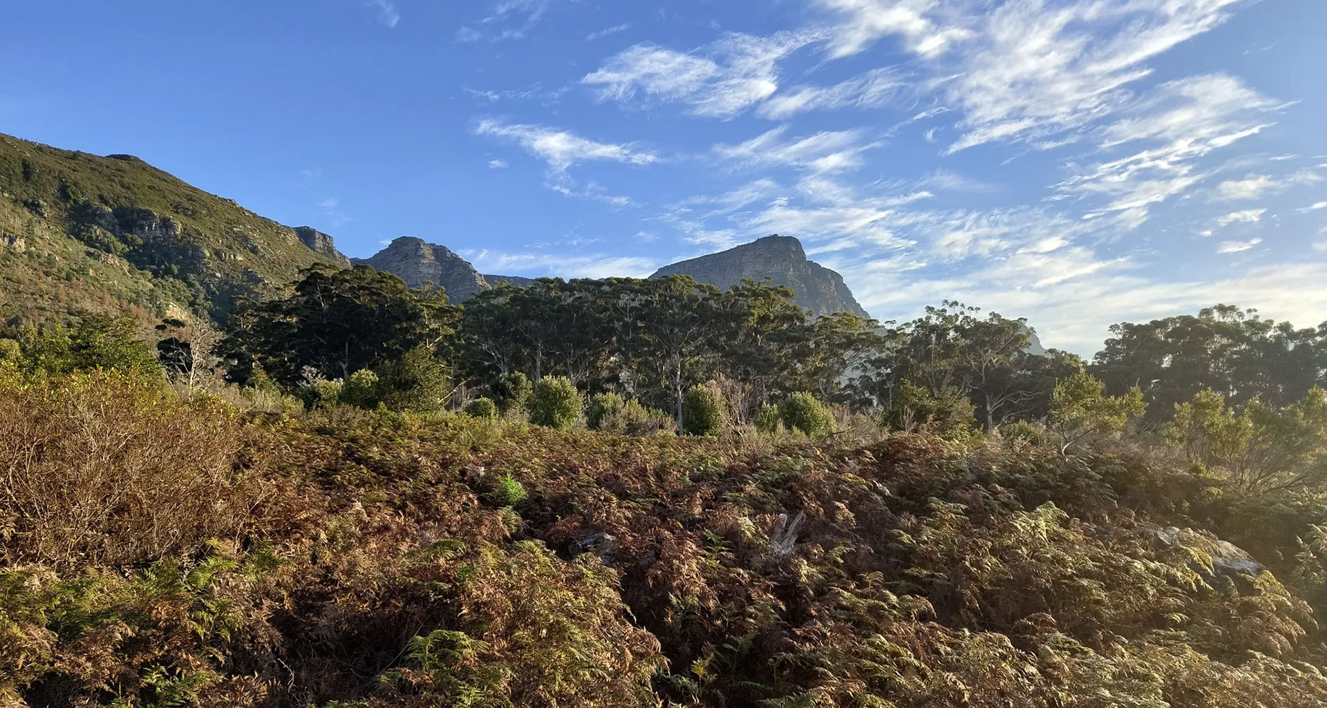 Cecilia forest - Slider 3 - 1920x1025