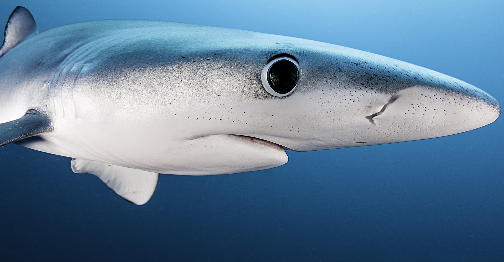 shark cage diving boat Simon’s Town