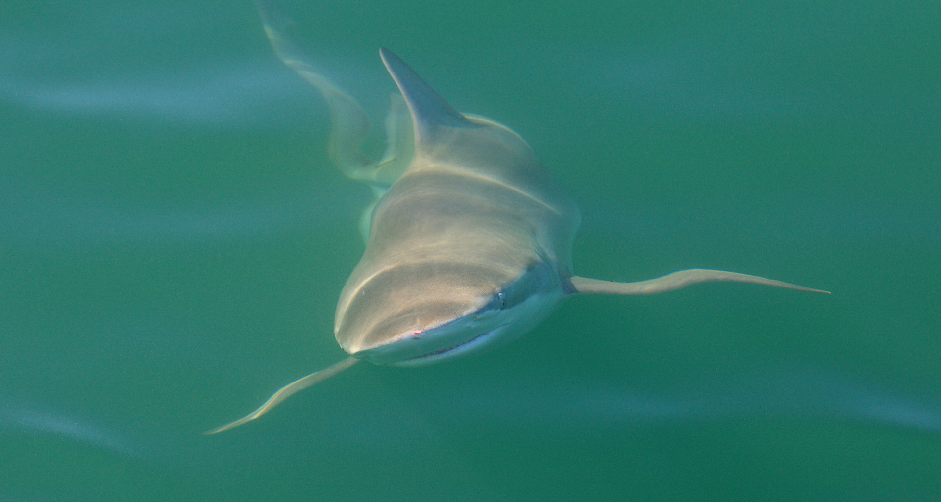 Apex Shark Expeditions - Slider 10 - 1920x1025