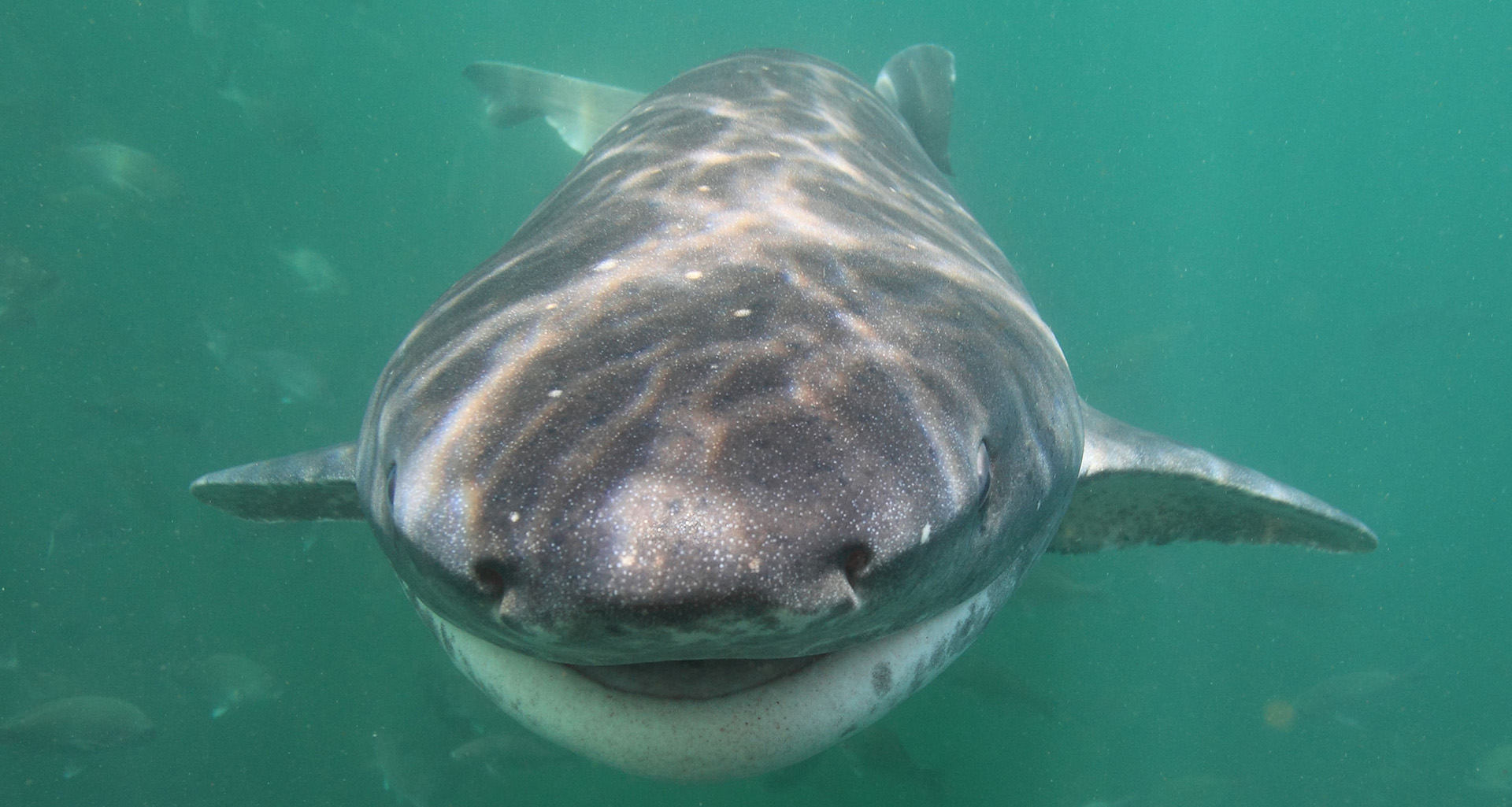 Cape Town shark diving experience False Bay