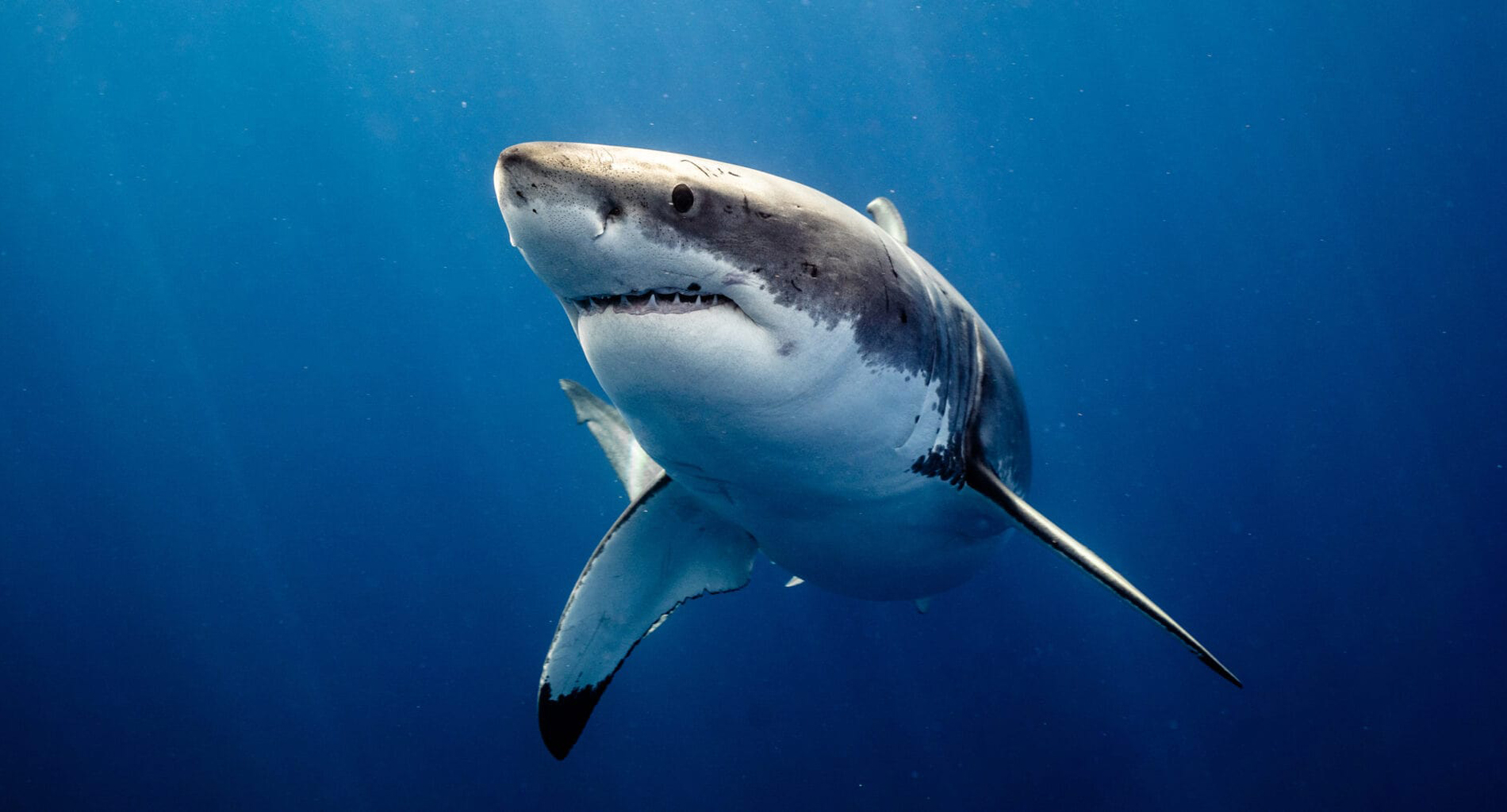 shark cage diving Cape Town Apex Shark Expeditions