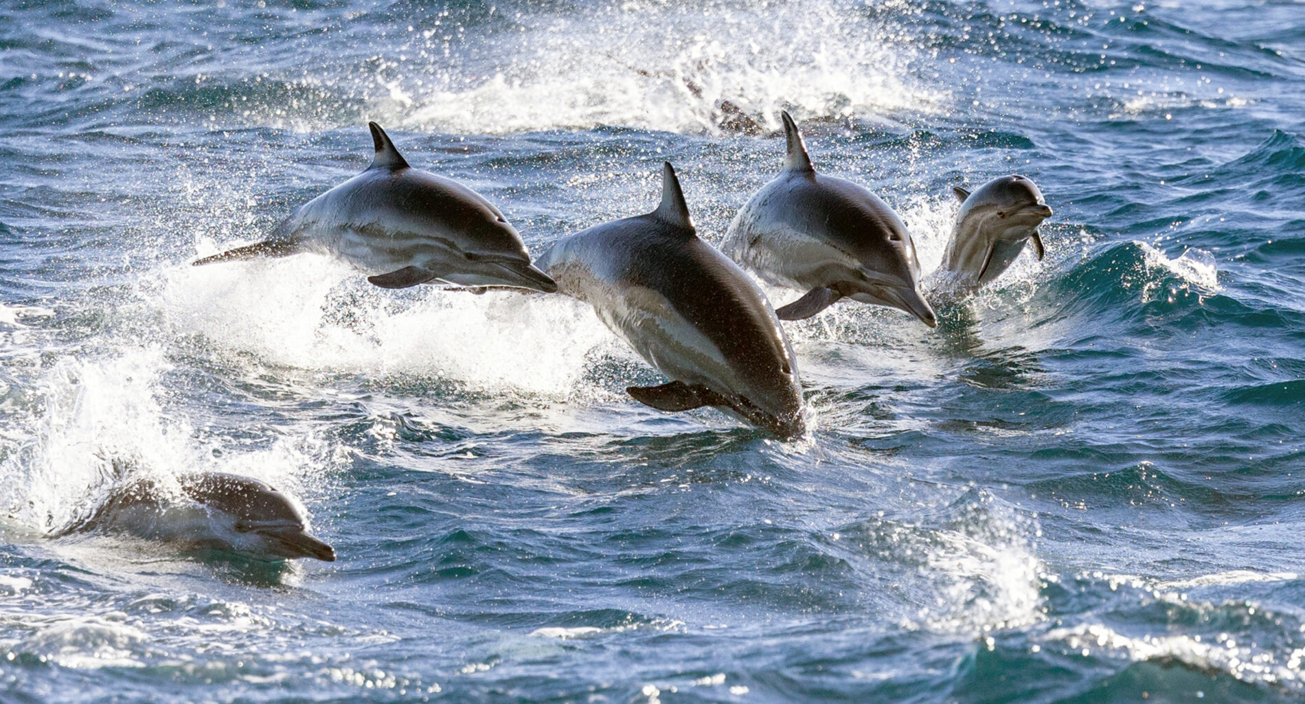 Cape Town ocean wildlife dolphins seals