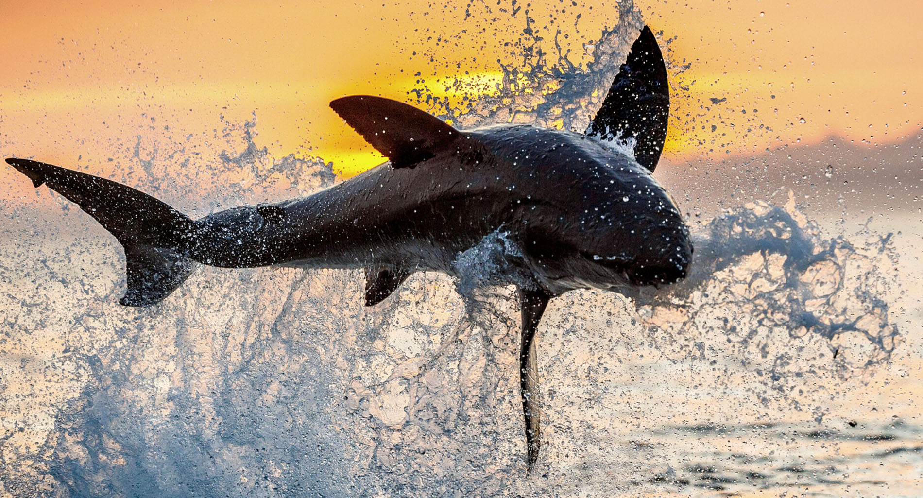 Marine experiences in Cape Town coastline ocean view