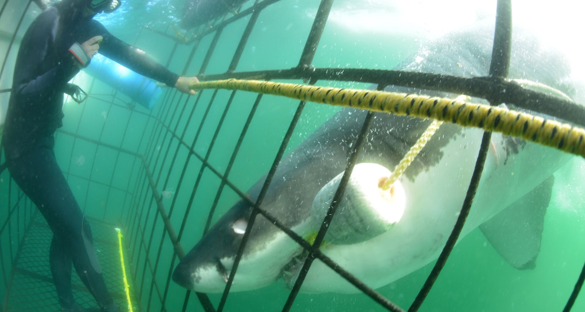Marine experiences in Cape Town shark cage diving False Bay