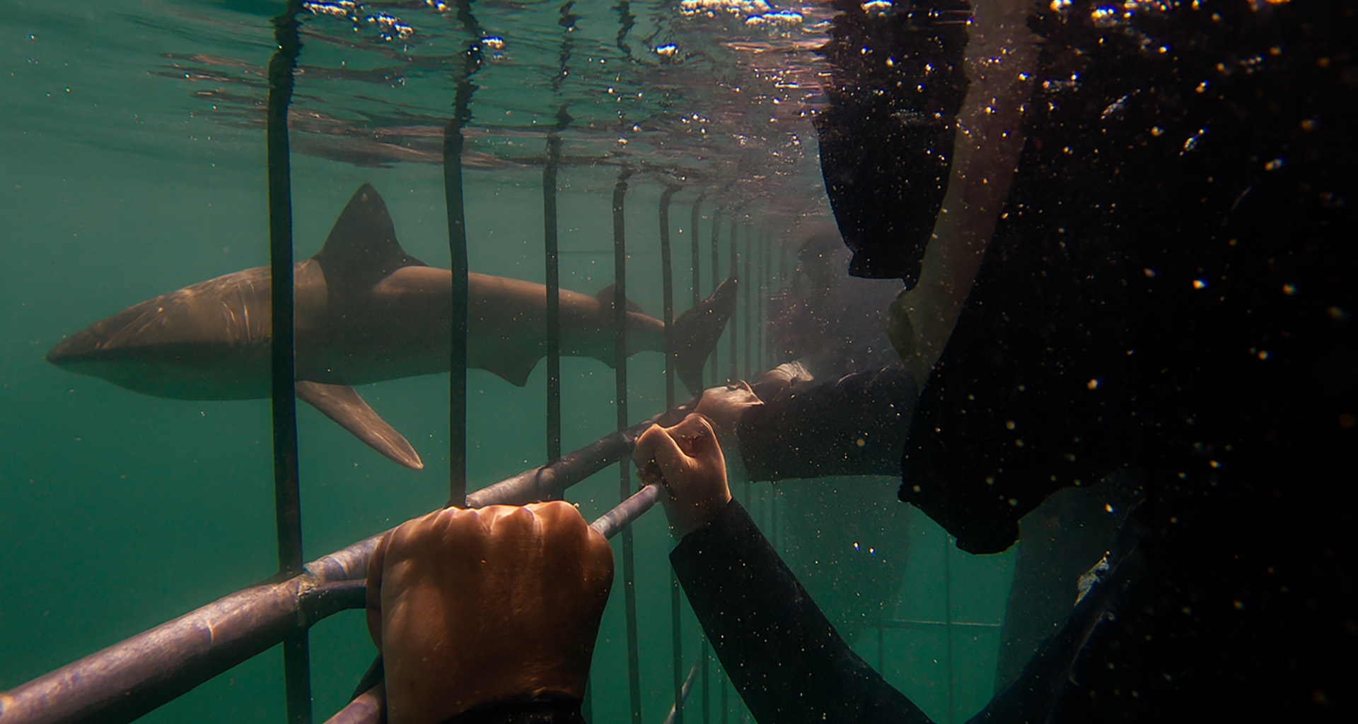 Apex Shark Expeditions - Slider 9 - 1920x1025