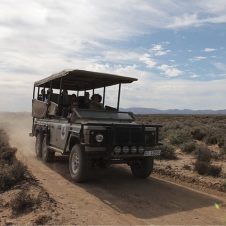 African Eagle - Feature - 500x500