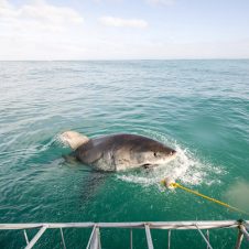 Apex Shark Expeditions - Feature - 500x500