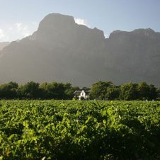 Boschendal - Feature - 500x500