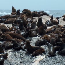 Circle Launches Seal island Banner - 1920 X 1000