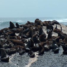 Circle Launches Seal island Feature - 500 X 500