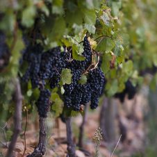 Constantia Glen - Banner 1920 X 1000