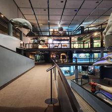 Iziko SA Museum - Feature - 500x500