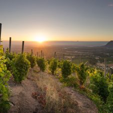 Klein Constantia - Banner - 1920x1000